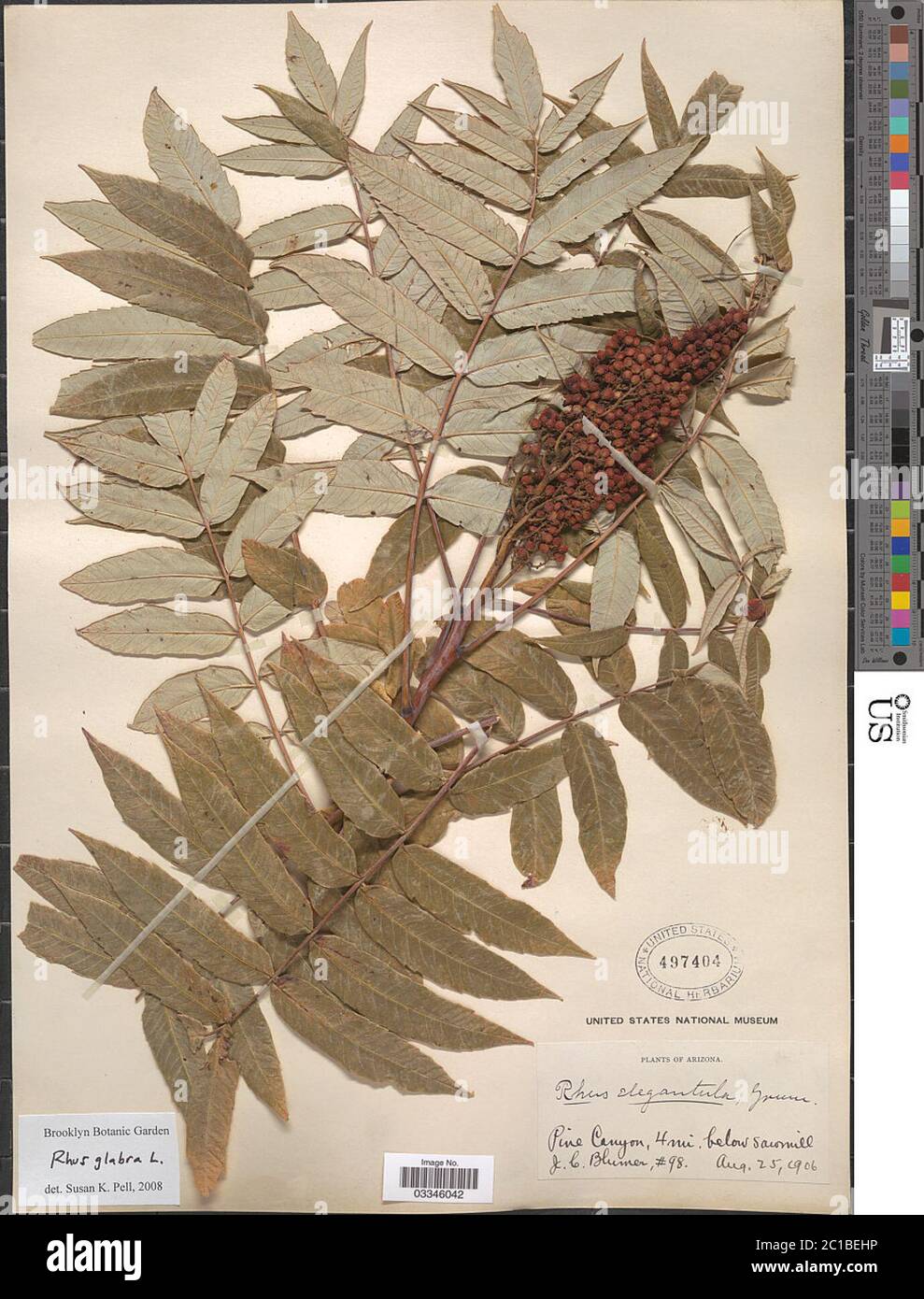 Rhus glabra L Rhus glabra L Stock Photo Alamy
