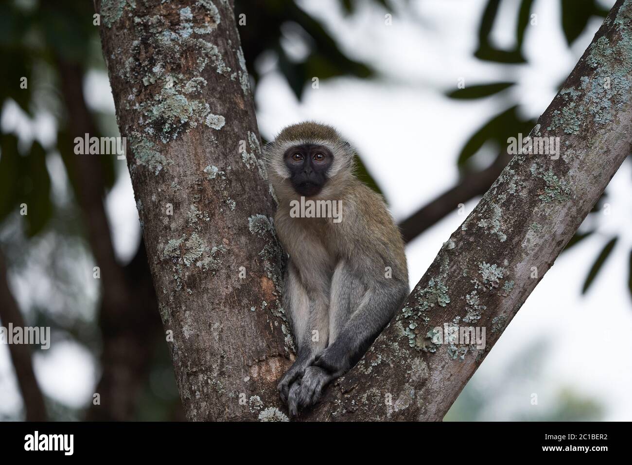 Vervet monkey Chlorocebus pygerythrus Old World monkey of the family Cercopithecidae Africa Portrait Stock Photo