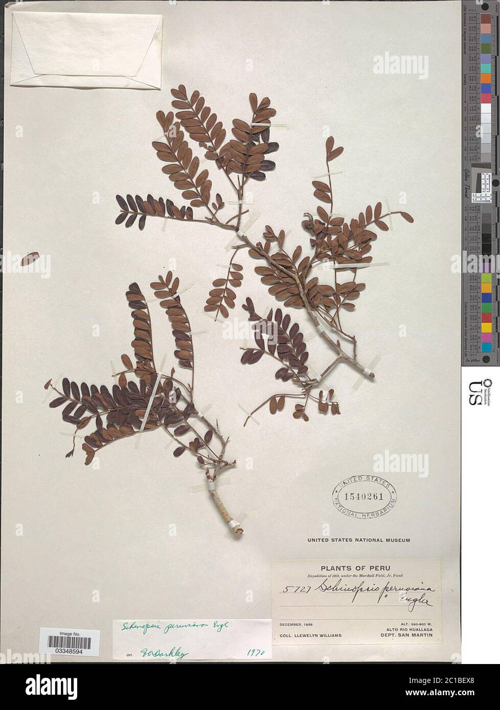 Schinopsis peruviana Engl Schinopsis peruviana Engl Stock Photo Alamy