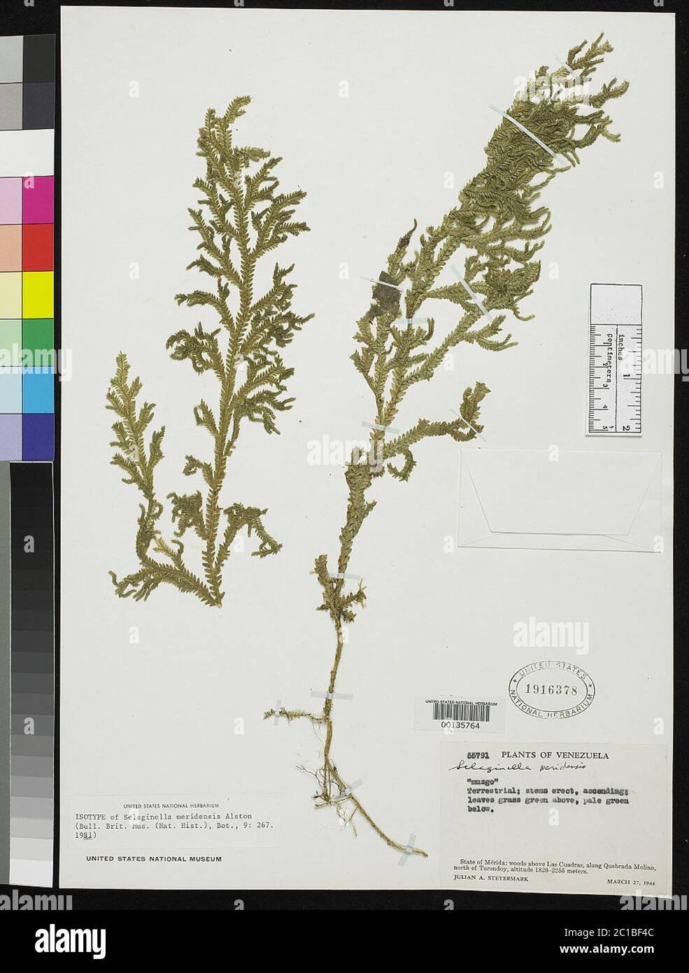 Selaginella meridensis Alston Selaginella meridensis Alston. Stock Photo