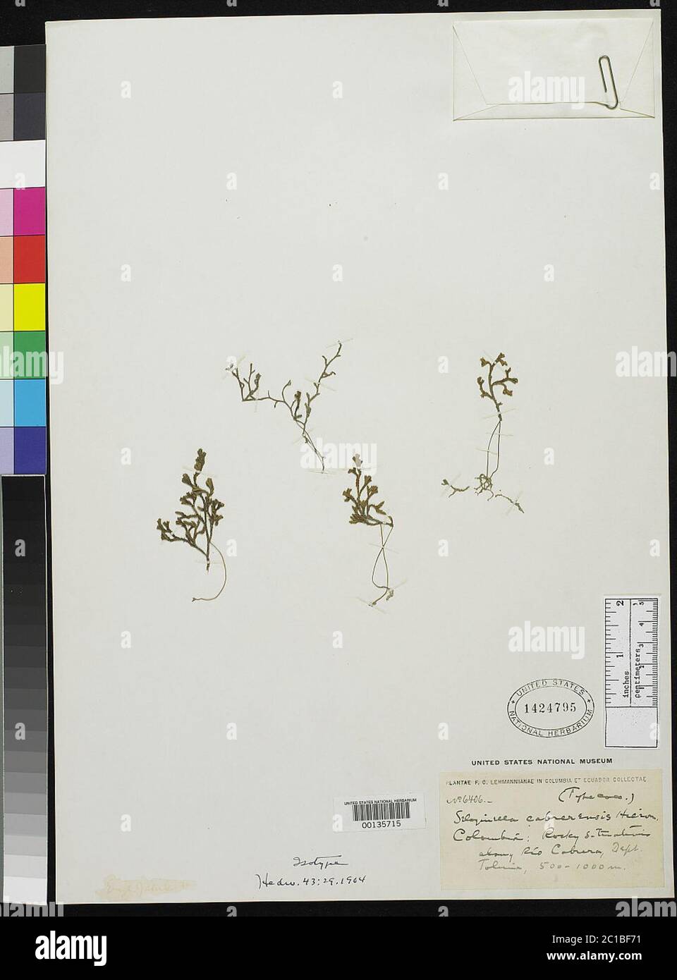 Selaginella cabrerensis Hieron Selaginella cabrerensis Hieron. Stock Photo