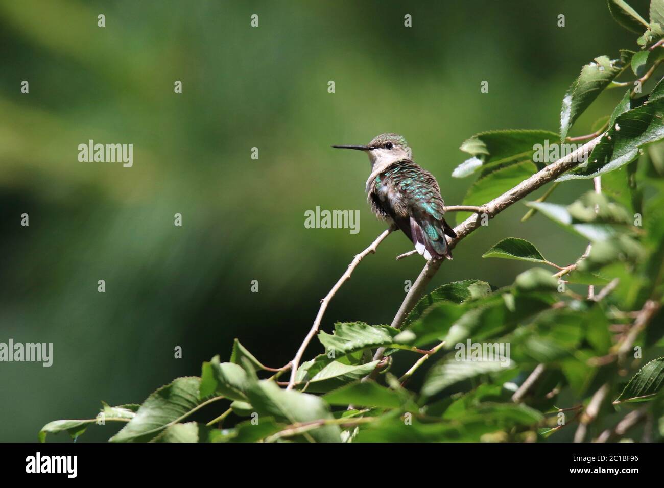 Female Ruby Throated Hummingbird Perching in a Cherry Tree in Summer Stock Photo