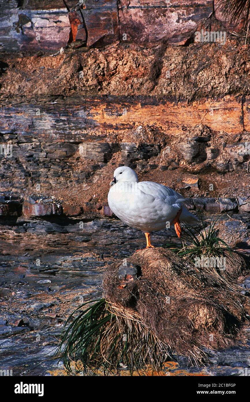 Kelp goose (male) - Chloephaga hybrida malvinarum Stock Photo