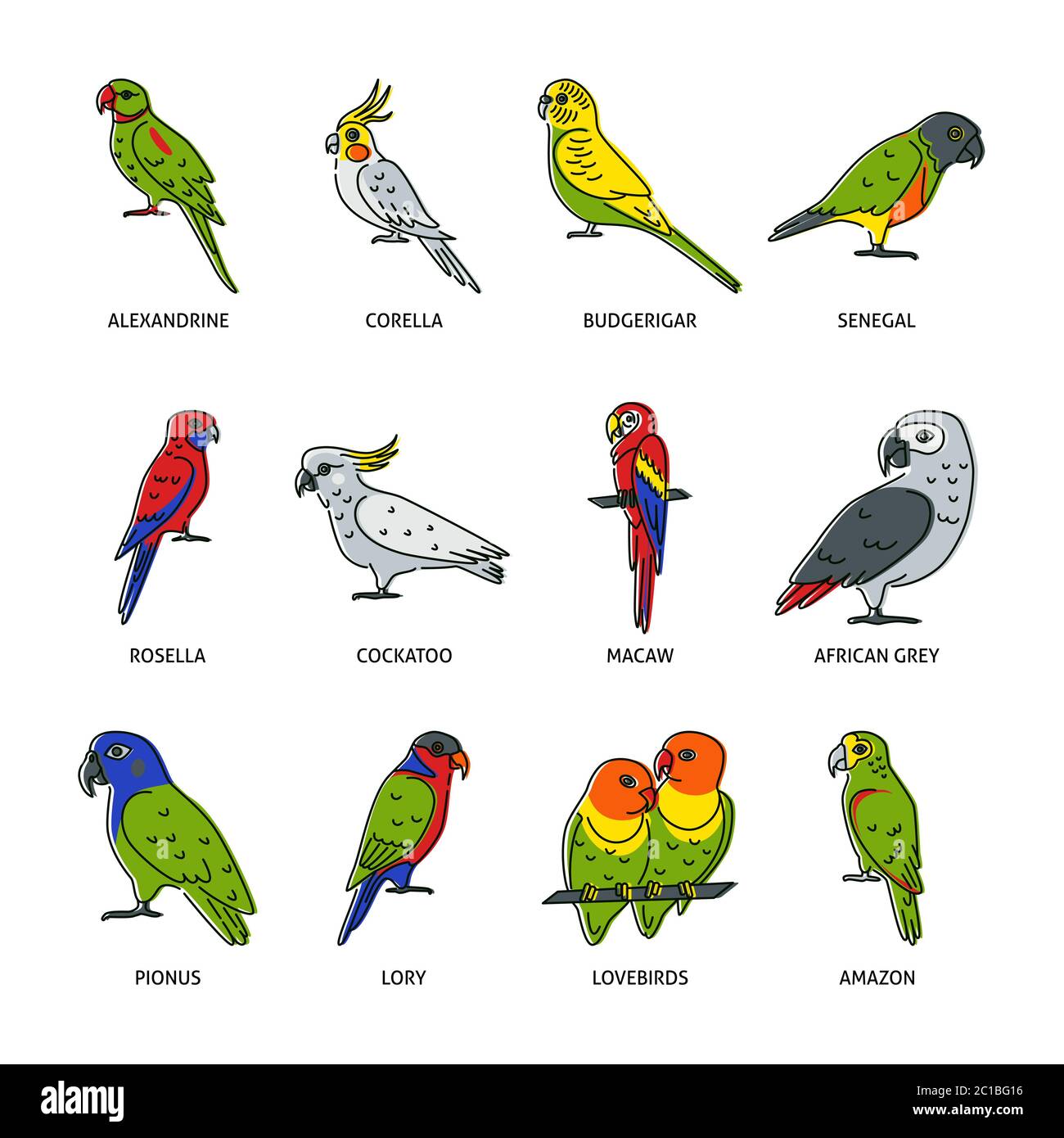 Collection of parrot icons in colored line style. Tropical bird symbols isolated on white background. Vector illustration. Stock Vector