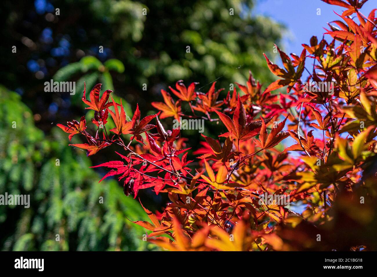 Colourful maple hi-res stock photography and images - Alamy