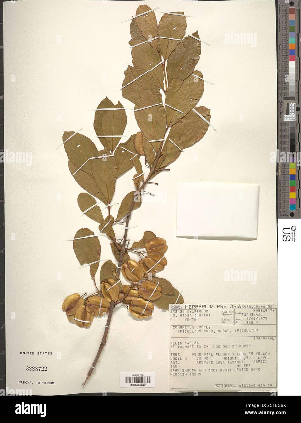 Combretum apiculatum subsp apiculatum Combretum apiculatum subsp apiculatum. Stock Photo