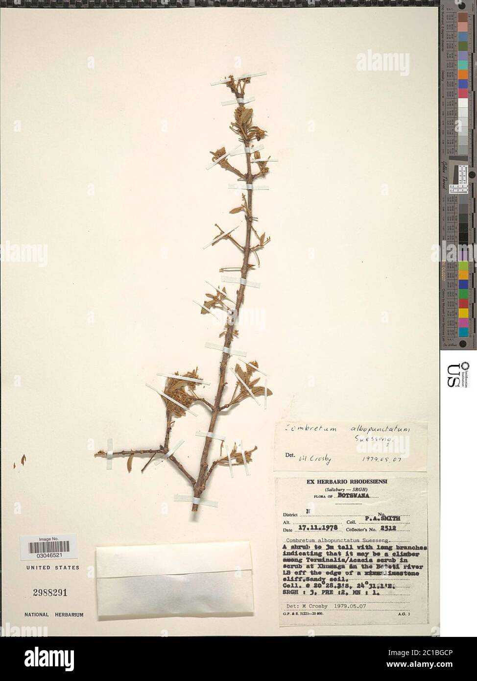 Combretum albopunctatum Suess Combretum albopunctatum Suess. Stock Photo