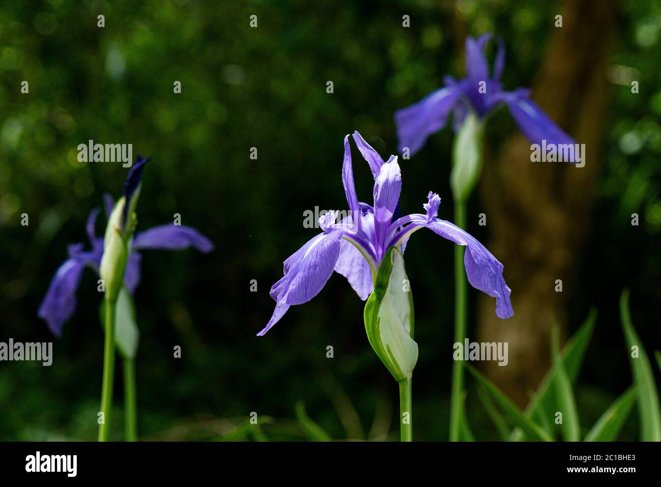 The flower of a variegated Japanese iris (Iris laevigata 'Variegata') Stock Photo