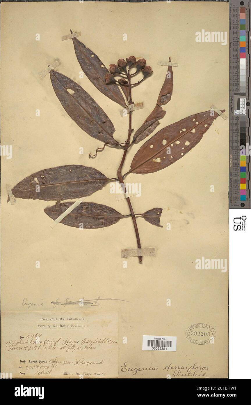 Eugenia densiflora Eugenia densiflora. Stock Photo