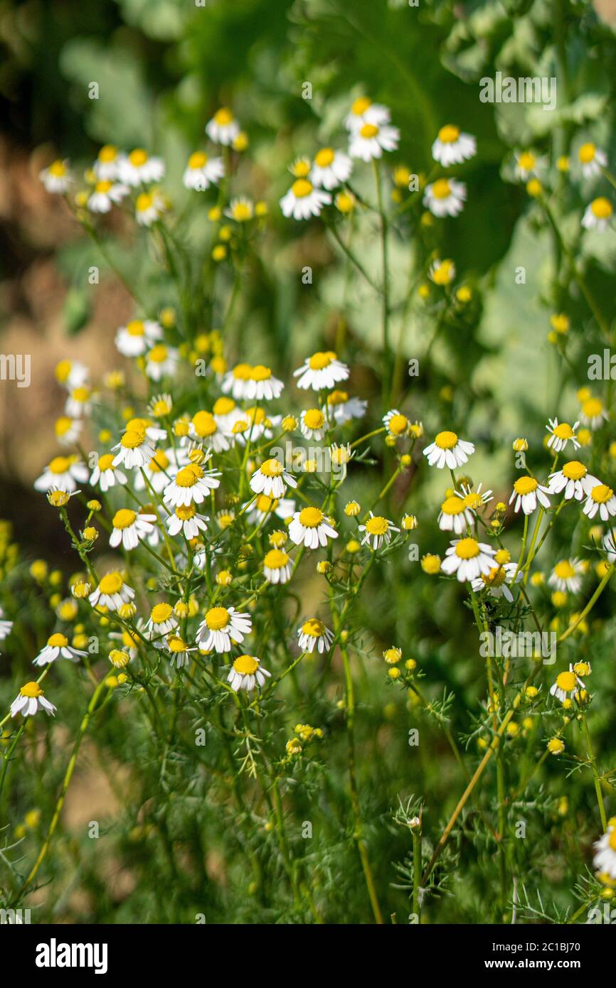 Pharmacy Chamomile High Resolution Stock Photography and Images - Alamy