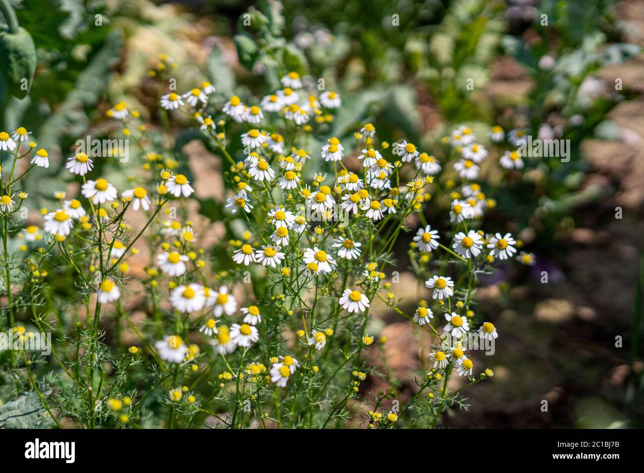 Chamomile flowers in full bloom Stock Photo Alamy