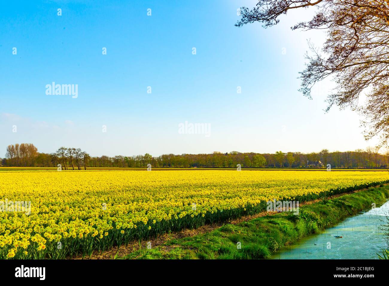 beautiful Narcissus deffodils flower field in the netherlands farming Stock Photo