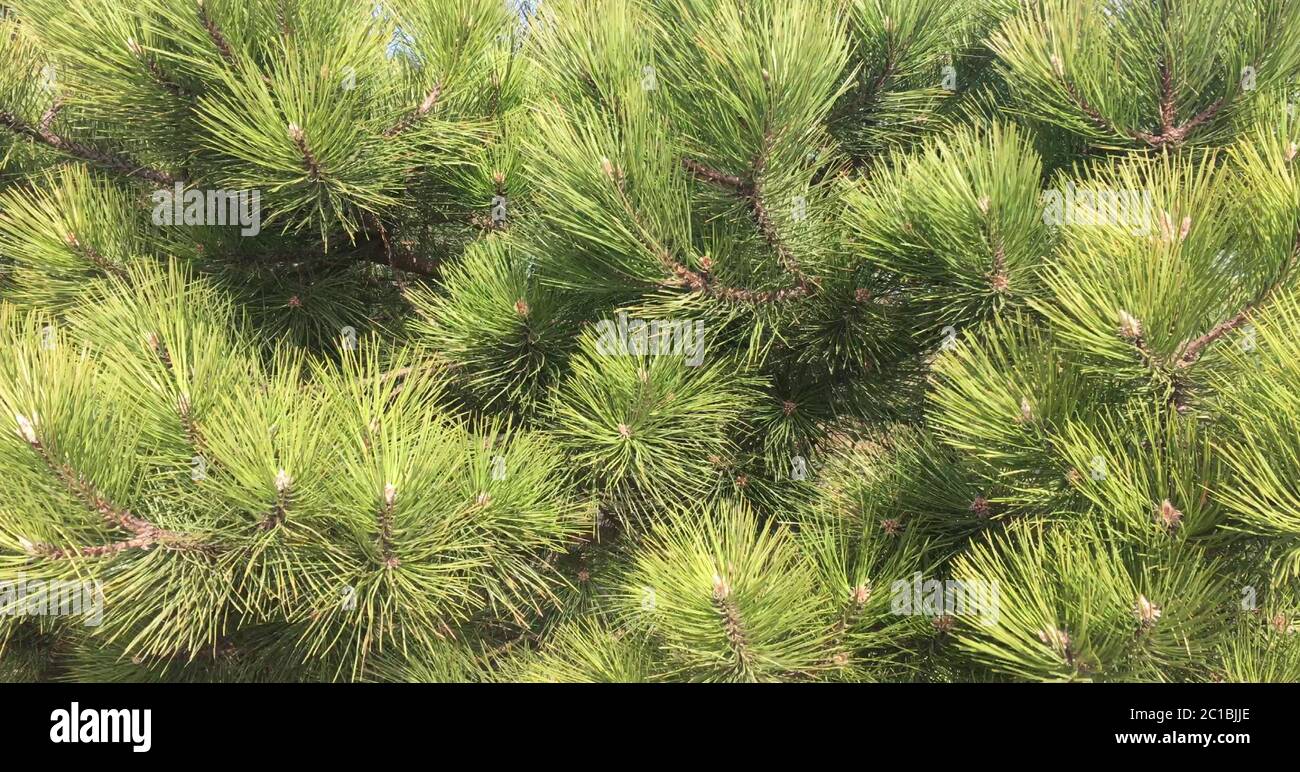 Branches of pine close-up. Green spruce tree background. Coniferous tree with long needles. Stock Photo
