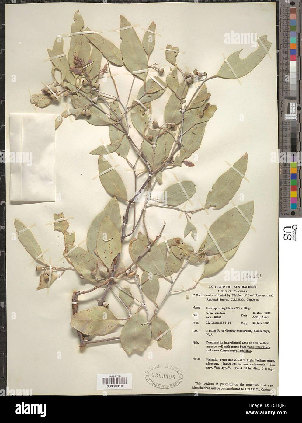 Eucalyptus argillacea W Fitzg ex Maiden Eucalyptus argillacea W Fitzg ex Maiden. Stock Photo