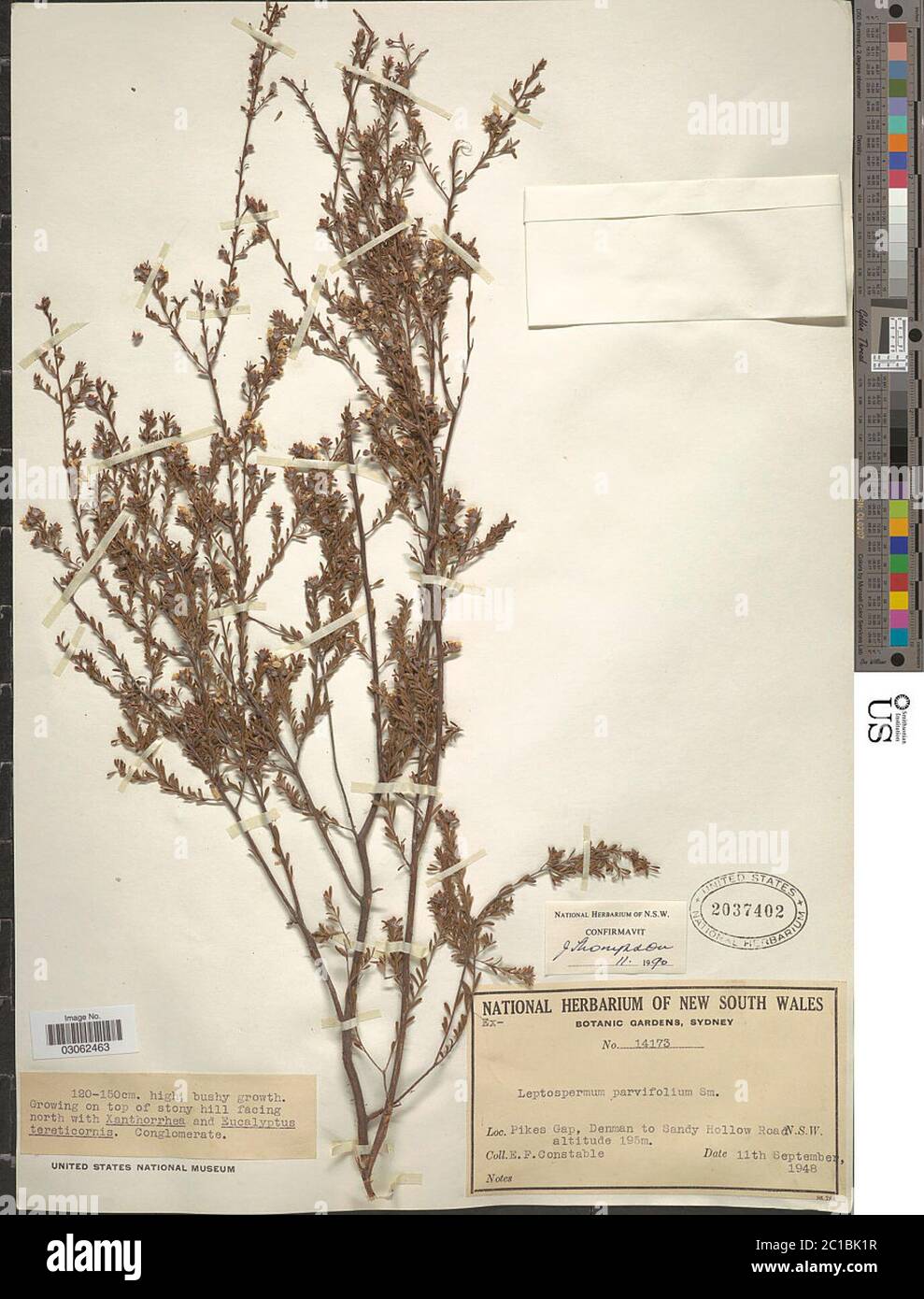 Leptospermum parvifolium Sm Leptospermum parvifolium Sm. Stock Photo