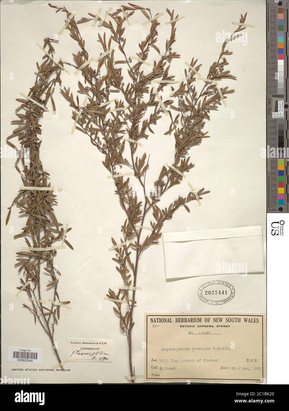 Leptospermum brevipes F Muell Leptospermum brevipes F Muell. Stock Photo