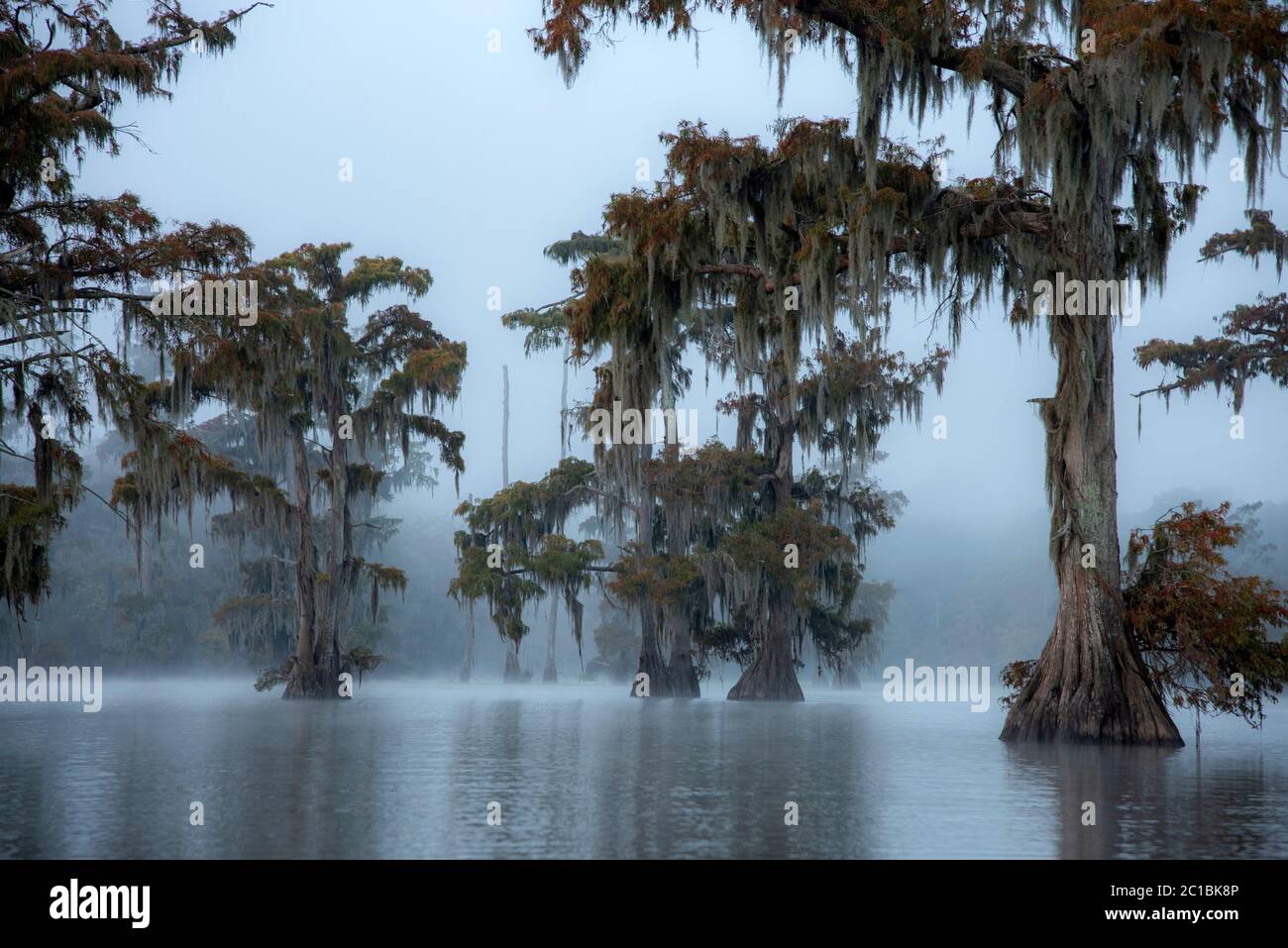 Louisiana swamp fog hi-res stock photography and images - Alamy