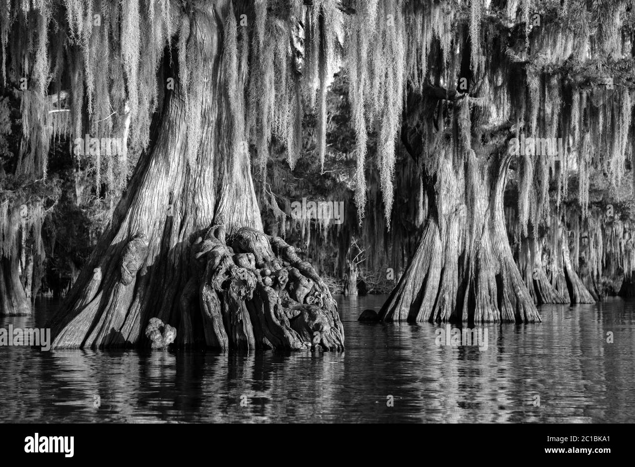 USA, Louisiana, Jefferson Parish,St.Martinville, Lake Fausse, old growth Cypress forest Stock Photo