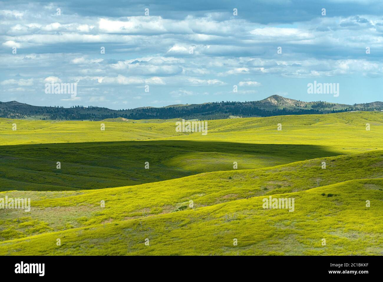 USA, Montana, Eastern, Northern Cheyenne, Indian Reservation Stock