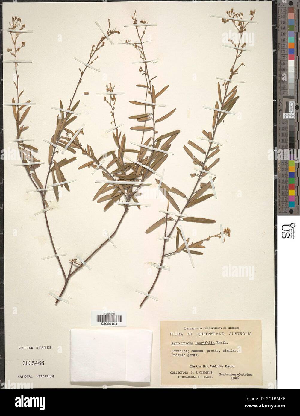 Astrotricha longifolia Benth Astrotricha longifolia Benth Stock Photo