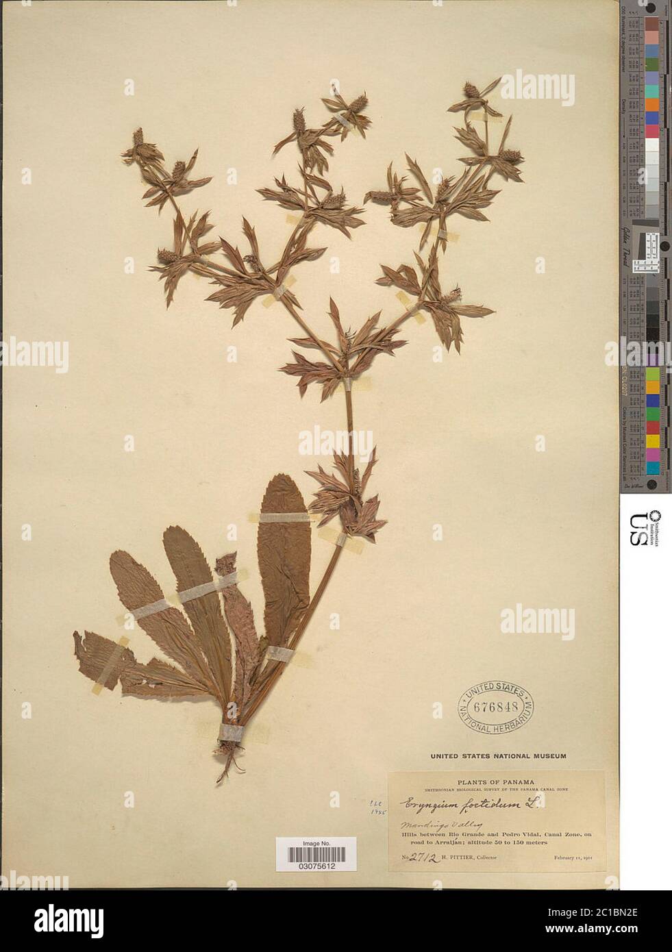 Eryngium foetidum L Eryngium foetidum L Stock Photo Alamy