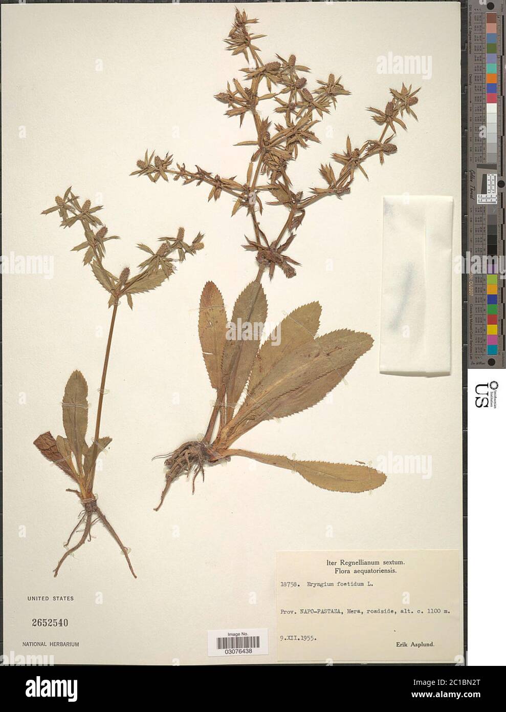 Eryngium foetidum L Eryngium foetidum L Stock Photo Alamy