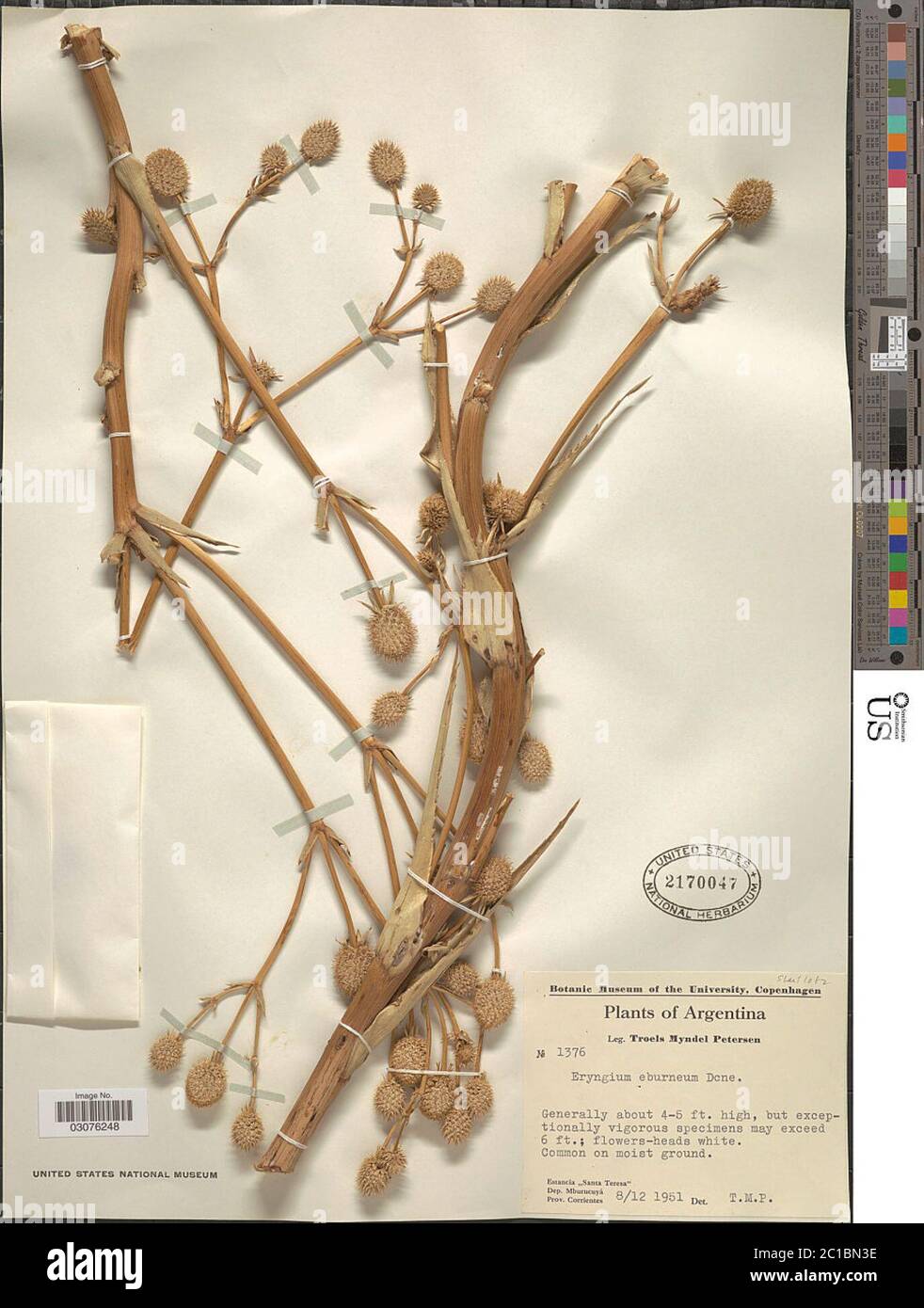 Eryngium eburneum hires stock photography and images Alamy