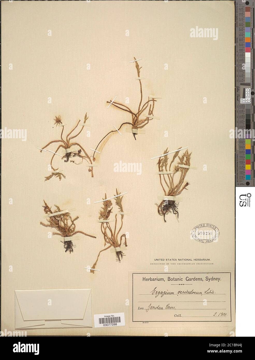 Eryngium vesiculosum Labill Eryngium vesiculosum Labill Stock Photo Alamy