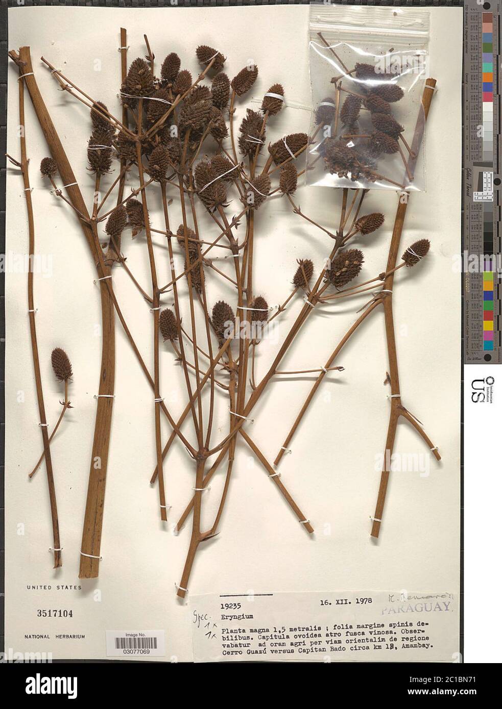 Eryngium sp Eryngium sp Stock Photo Alamy