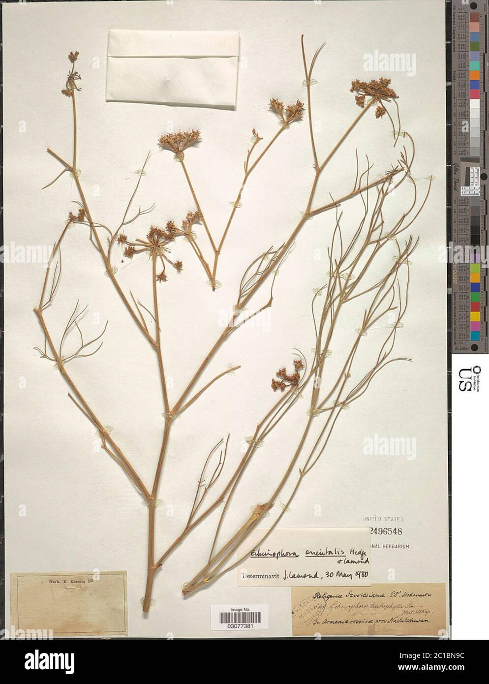 Echinophora orientalis Hedge Lamond Echinophora orientalis Hedge Lamond. Stock Photo