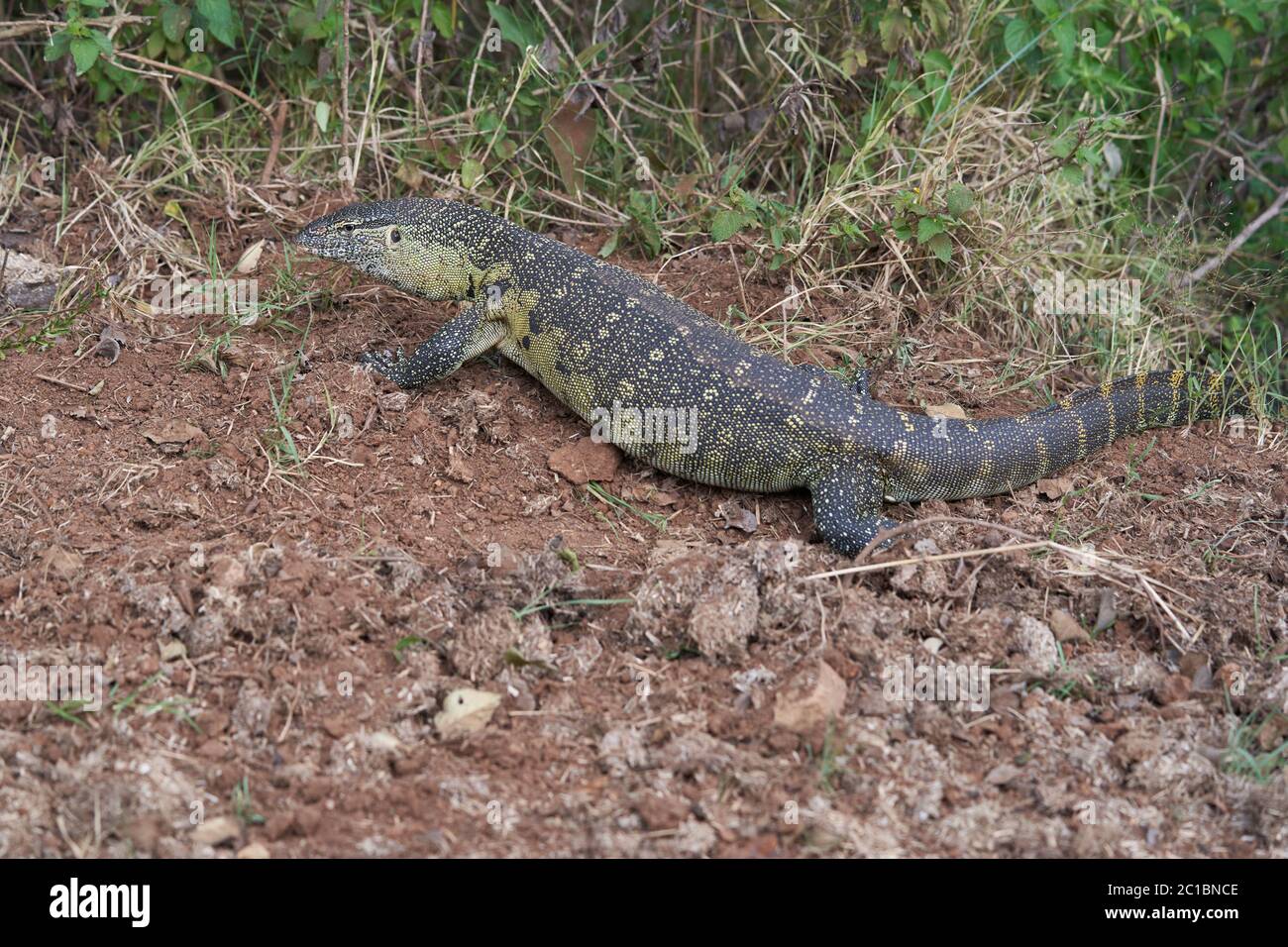 Nile monitor Varanus niloticus large member of monitor family Varanidae  Stock Photo