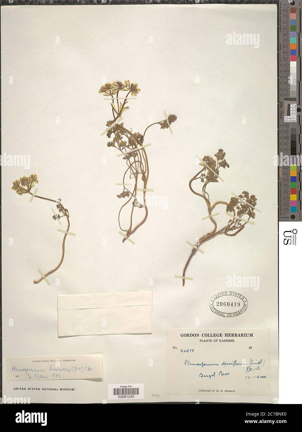 Pleurospermum densiflorum Benth ex CB Clarke Pleurospermum densiflorum Benth ex CB Clarke. Stock Photo