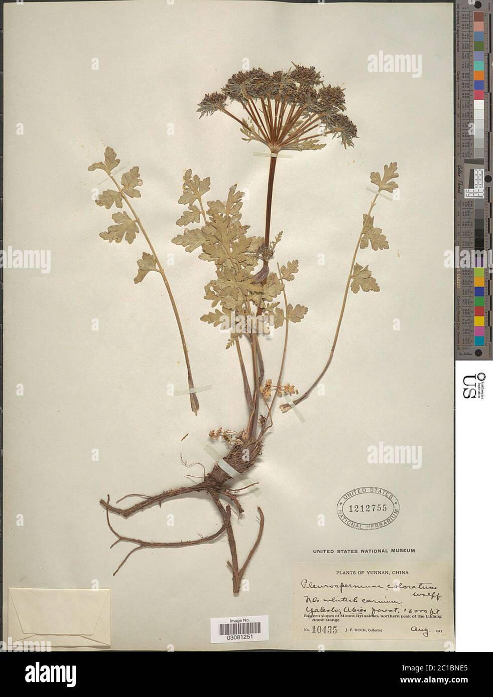 Pleurospermum coloratum Pleurospermum coloratum. Stock Photo