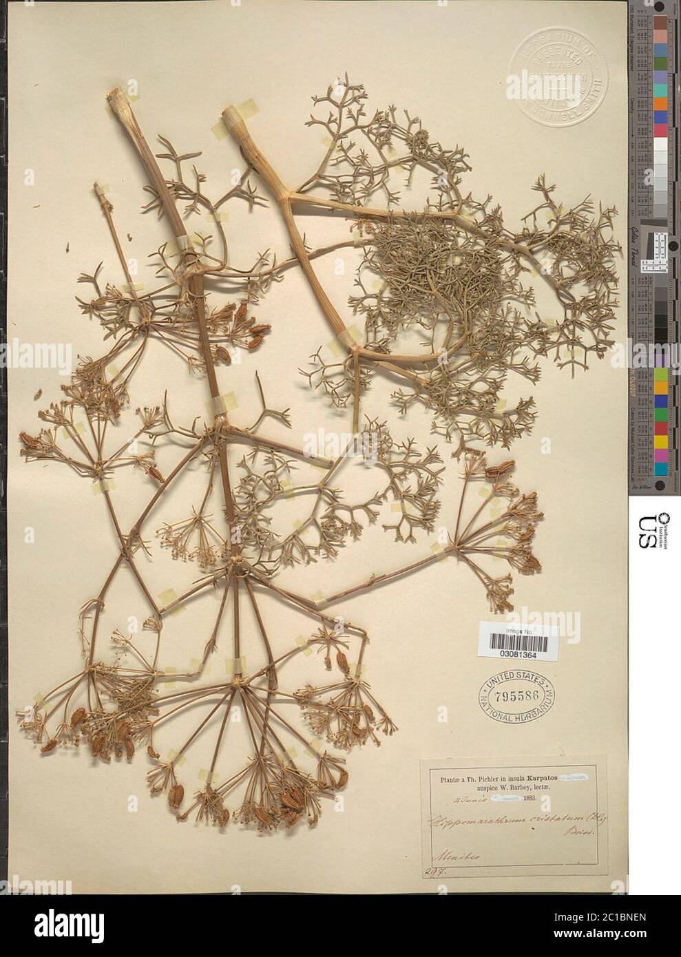 Hippomarathrum cristatum DC Boiss Hippomarathrum cristatum DC Boiss. Stock Photo