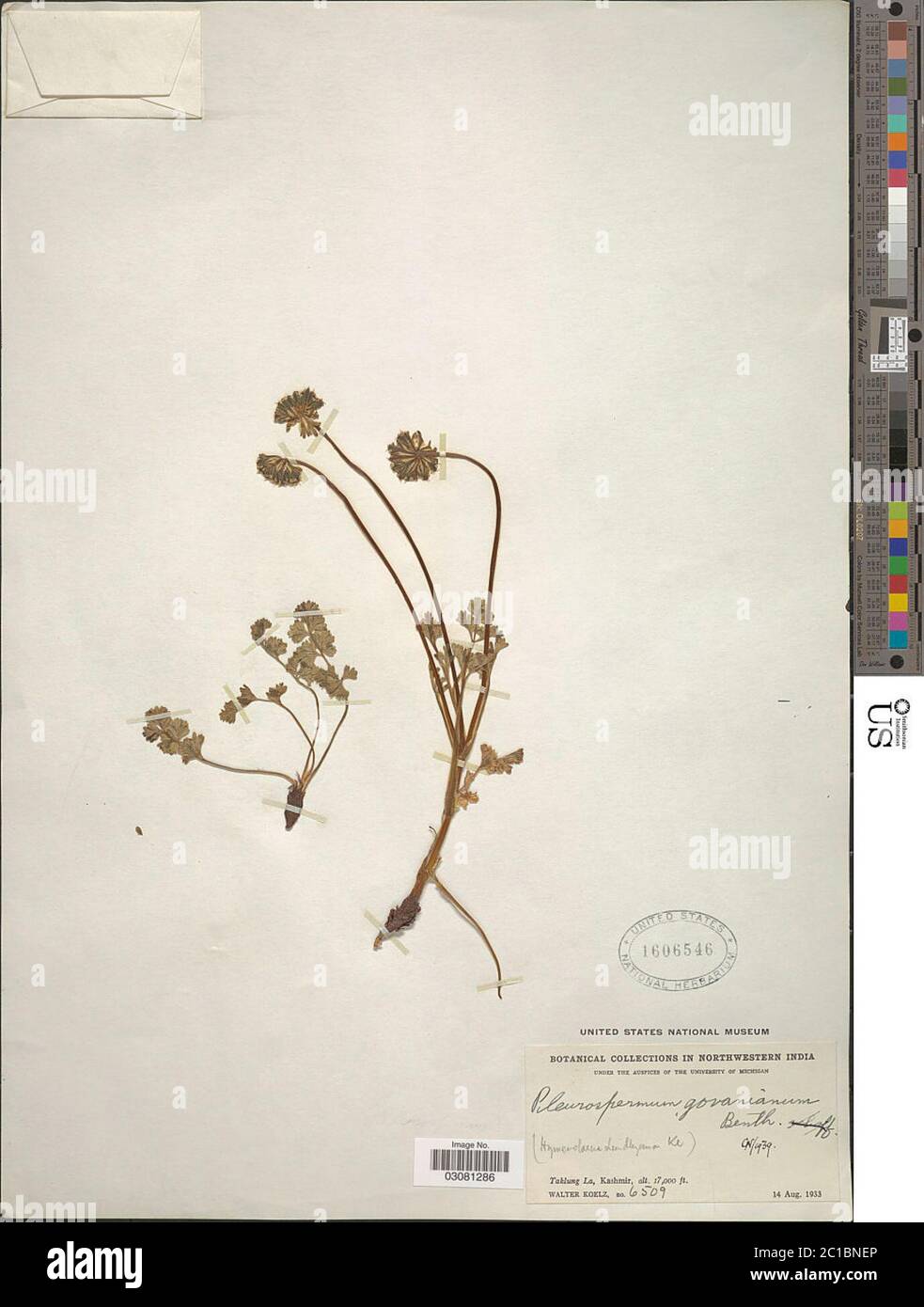 Pleurospermum stellatum D Don Benth ex CB Clarke Pleurospermum stellatum D Don Benth ex CB Clarke. Stock Photo