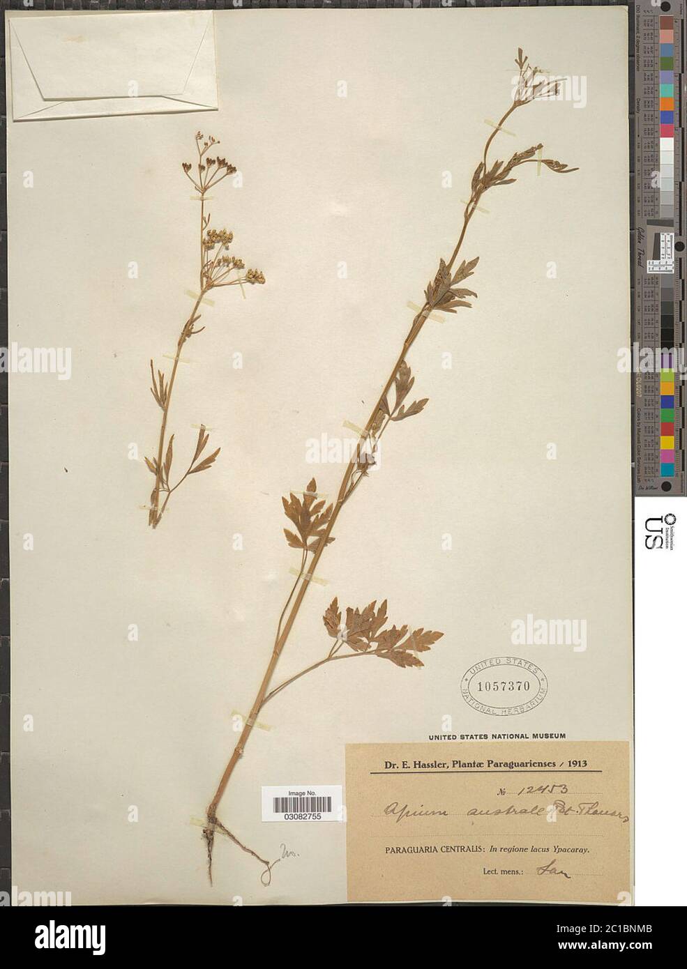 Apium australe Thouars Apium australe Thouars Stock Photo Alamy