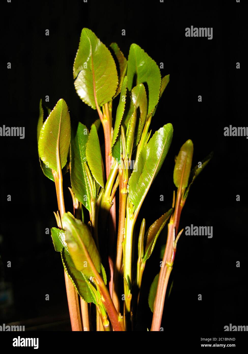 Close-up view of qat aka chat plant, local stimulant leaves, Yemen Stock Photo