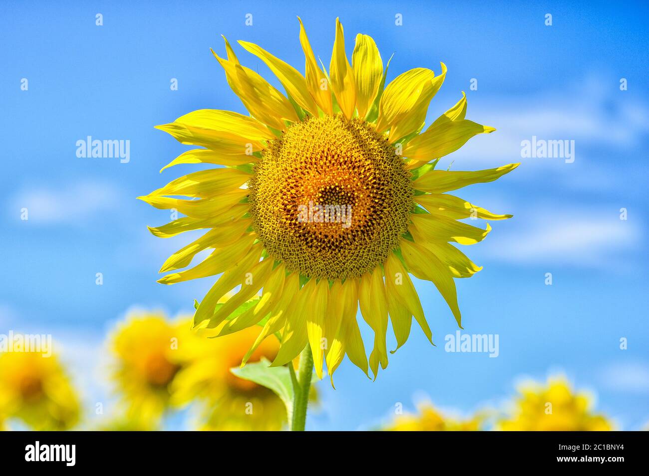 Summer landscape with a field of blooming sunflowers Stock Photo - Alamy