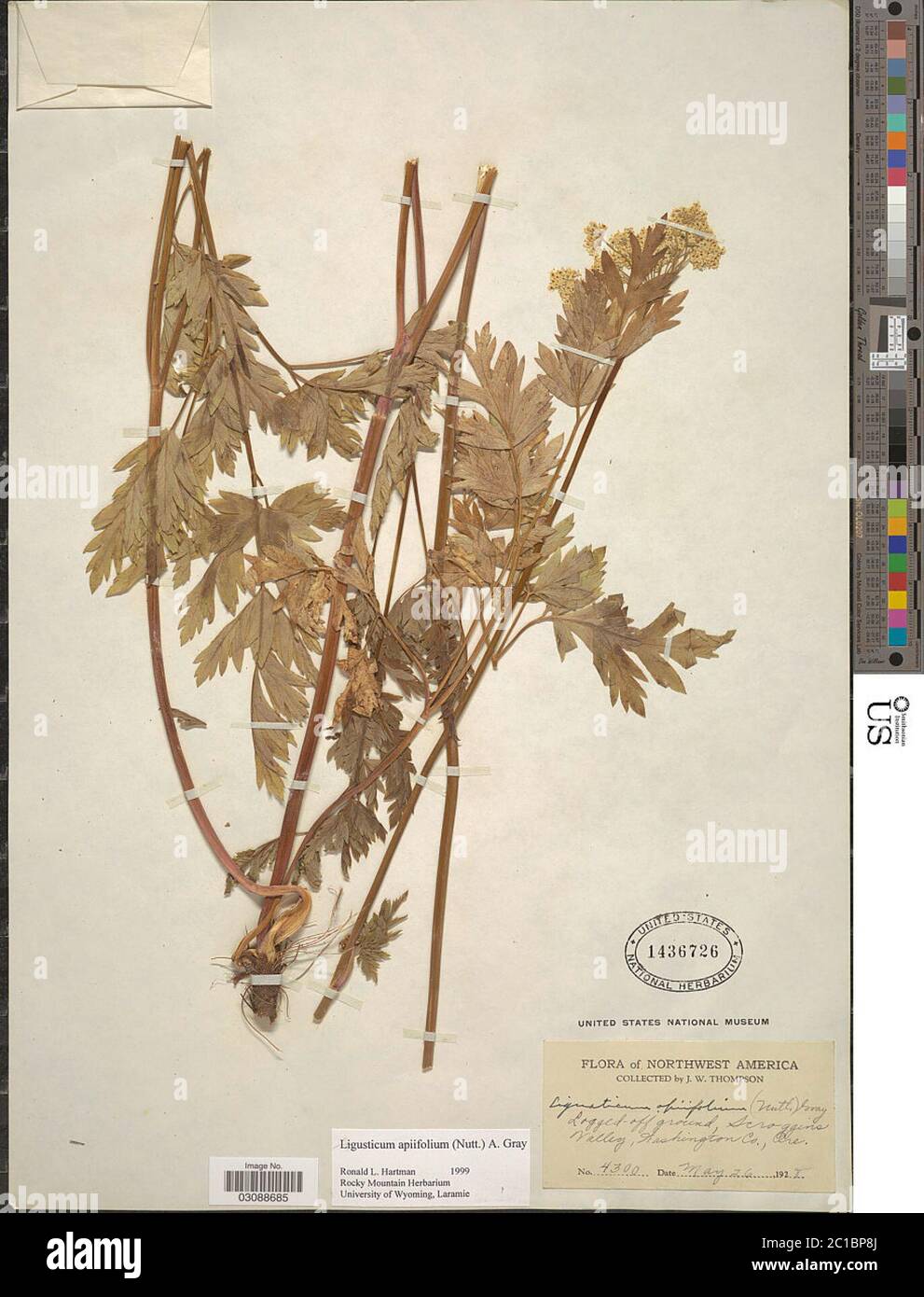 Ligusticum apiifolium Nutt ex Torr A Gray A Gray Ligusticum apiifolium Nutt ex Torr A Gray A Gray. Stock Photo