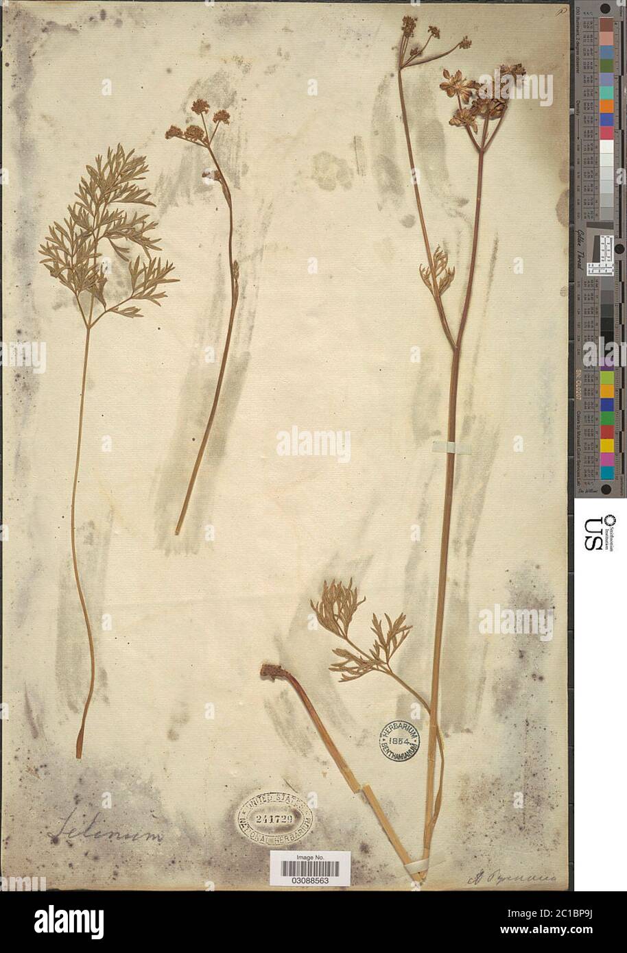 Selinum pyrenaeum hires stock photography and images Alamy