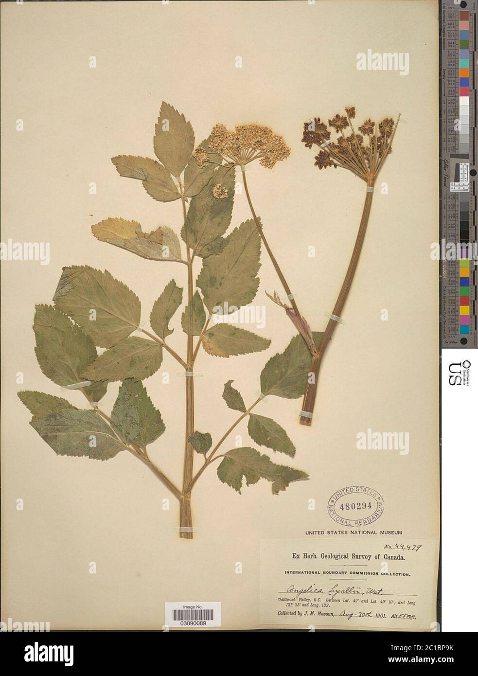 Angelica arguta Nutt Angelica arguta Nutt Stock Photo Alamy