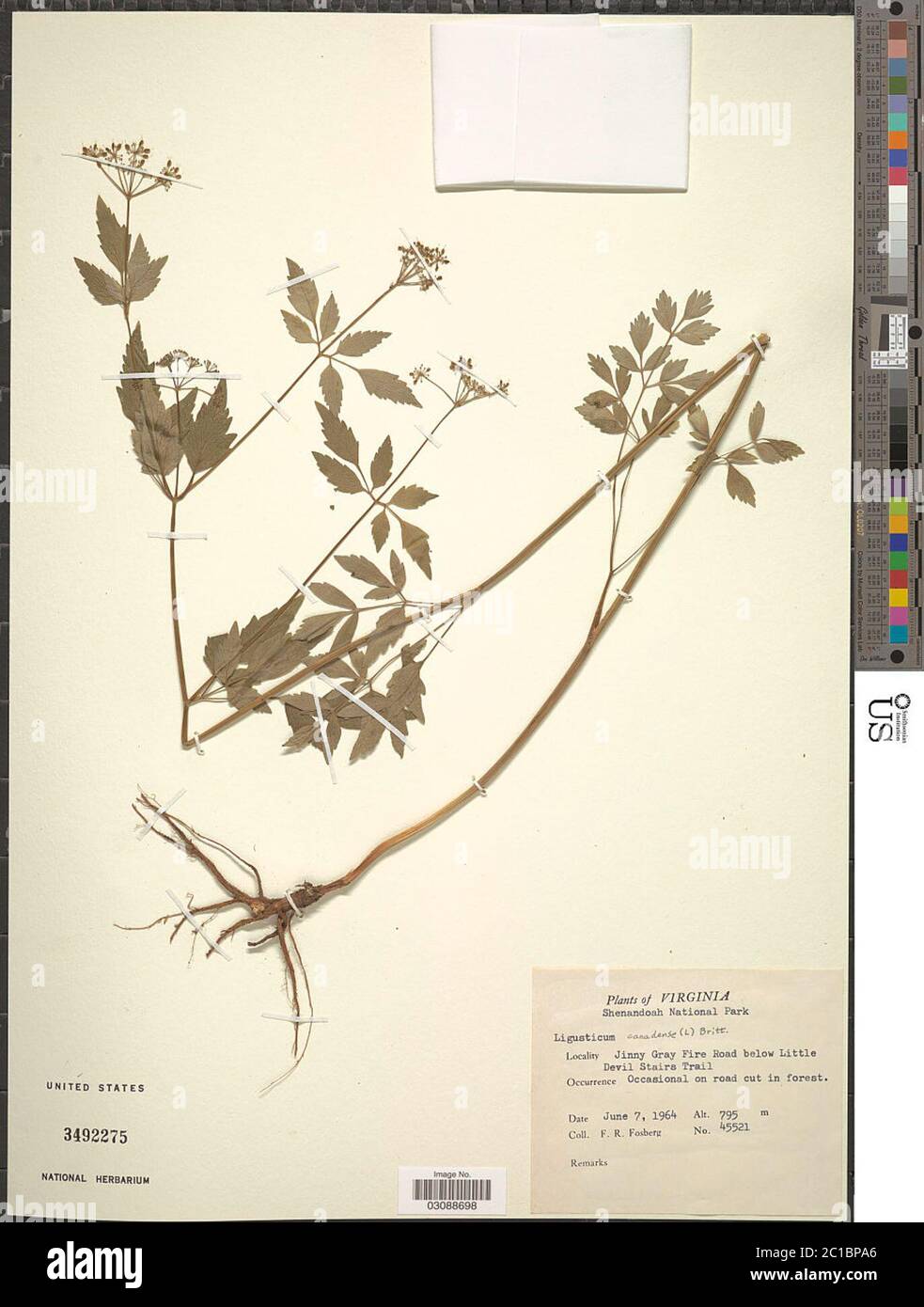 Ligusticum canadense Ligusticum canadense. Stock Photo