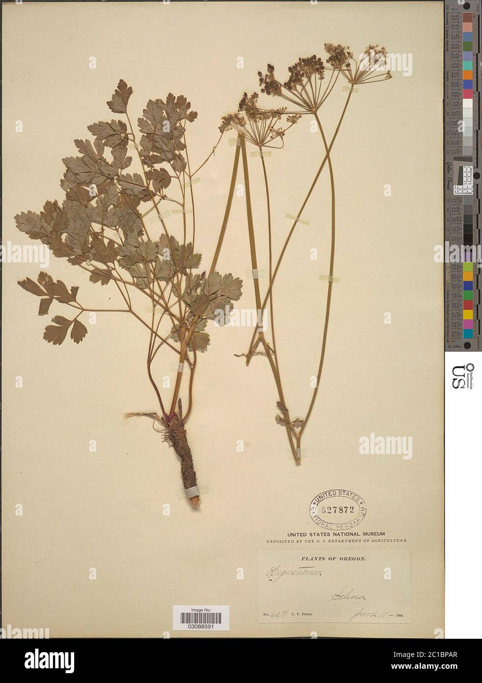 Ligusticum apiodorum Ligusticum apiodorum. Stock Photo