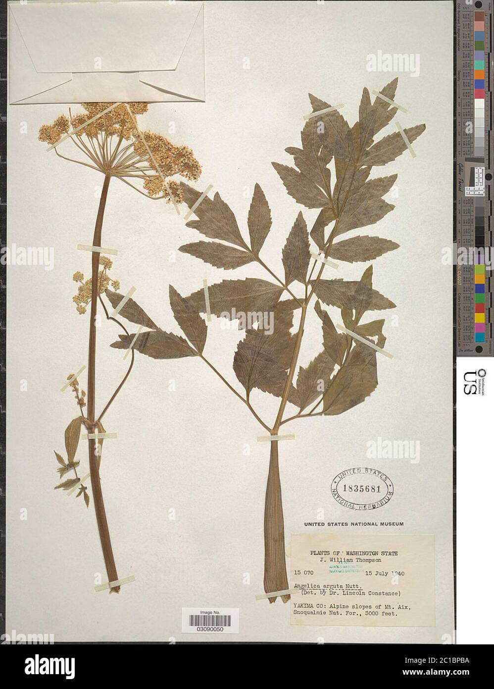 Angelica arguta Nutt Angelica arguta Nutt Stock Photo Alamy