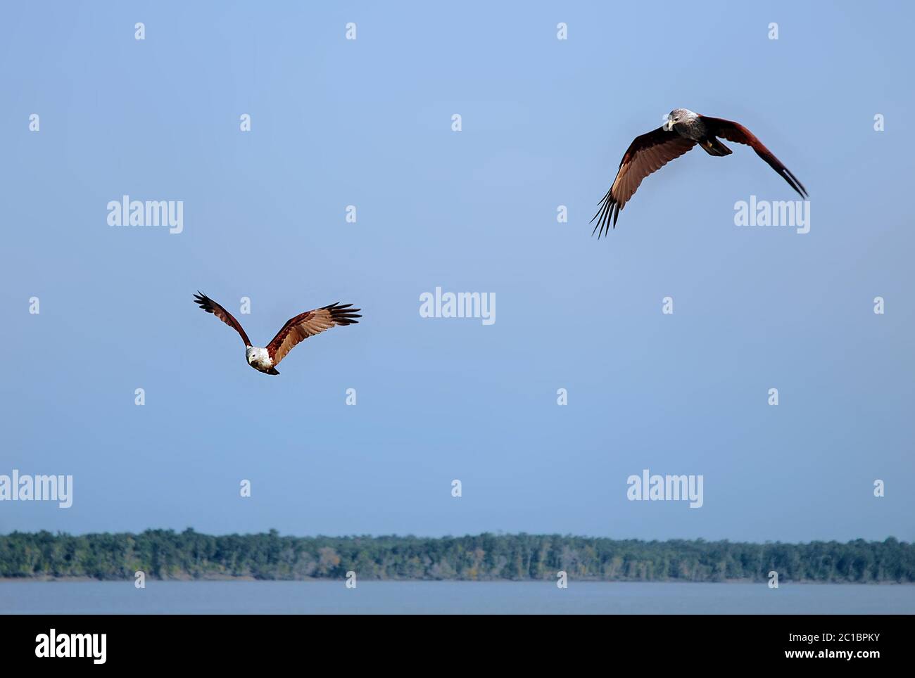 Brahminy kites (haliastur indus) in the Sundarban Forest. These birds
