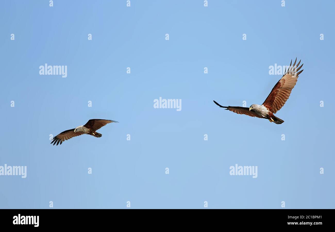 Brahminy kites (haliastur indus) in the Sundarban Forest. These birds ...