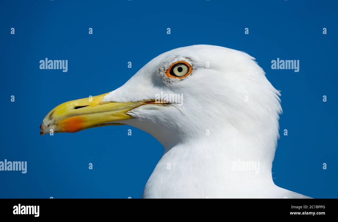 big seagull close up portrait Stock Photo