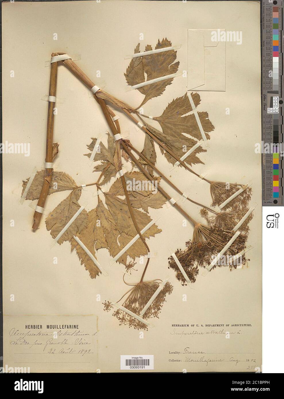 Imperatoria ostruthium L Imperatoria ostruthium L Stock Photo Alamy