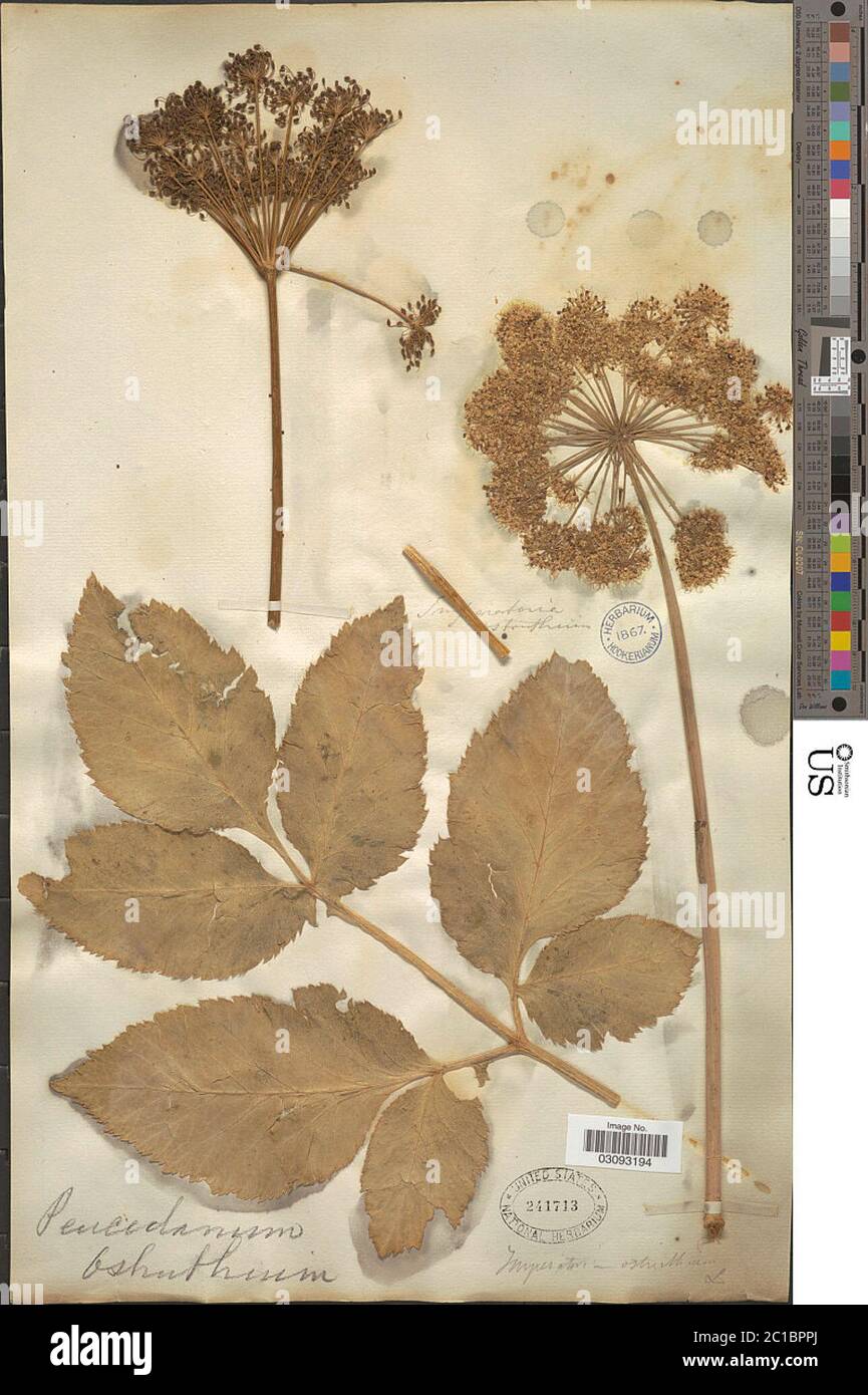 Imperatoria ostruthium L Imperatoria ostruthium L Stock Photo Alamy