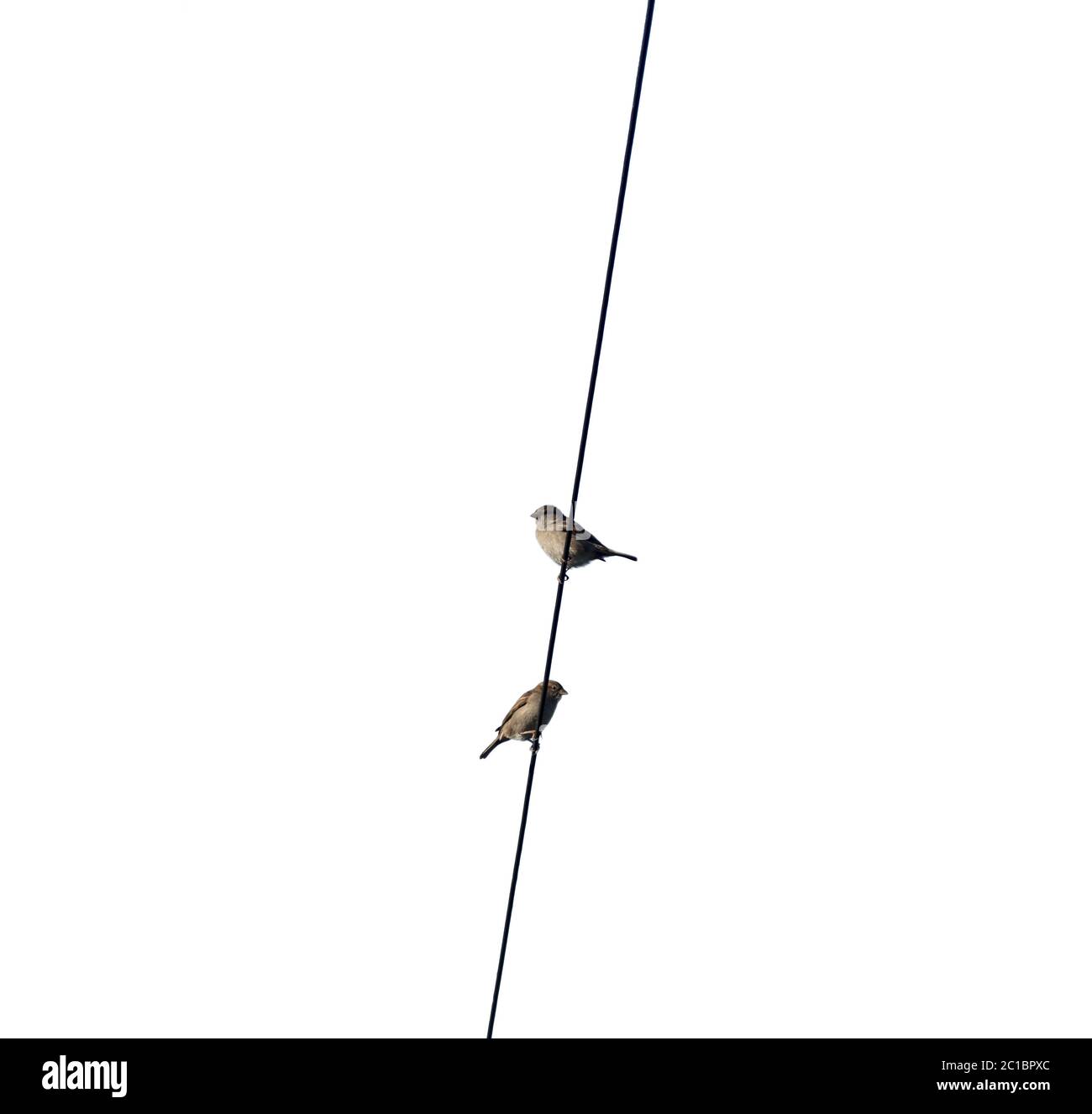 Two sparrows perched on an overhead wire Stock Photo